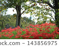 Park where cluster amaryllis blooms 143856975