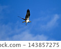 Ospreys hovering while searching for fish 143857275
