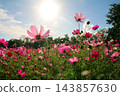 Blue sky and cosmos fields 143857630