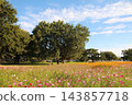 A vast field of cosmos flowers and a blue sky 143857718