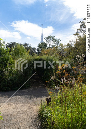 從向島百花園眺望東京晴空塔和秋草 從向島百花園眺望東京晴空塔和秋草 143857725