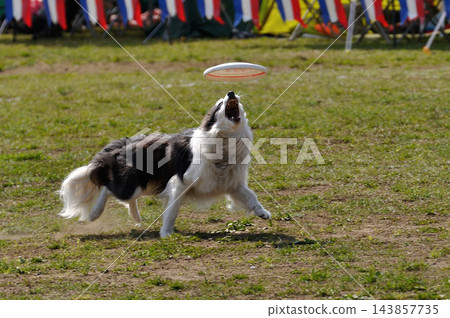 一隻飛盤犬拼命追逐飛盤。 一隻飛盤犬拼命追逐飛盤。 143857735