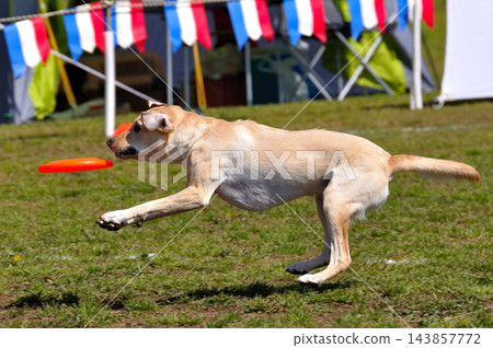 一隻飛盤犬拼命追逐飛盤。 一隻飛盤犬拼命追逐飛盤。 143857772