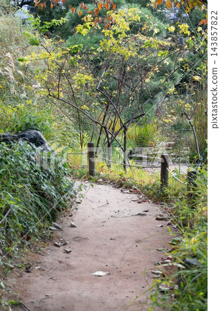 向島百花園的秋日步道和樹葉泛黃的樹木 向島百花園的秋日步道和樹葉泛黃的樹木 143857822