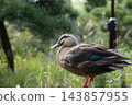A mallard duck standing by the pond in Mukojima Hyakkaen Garden. 143857955