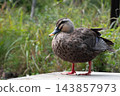 A mallard duck standing by the pond in Mukojima Hyakkaen Garden. 143857973