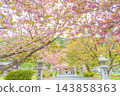 一位身穿和服的女子站在滋賀縣長濱市伊賀久神社的參道旁，那裡重瓣櫻花正值盛開。 143858363