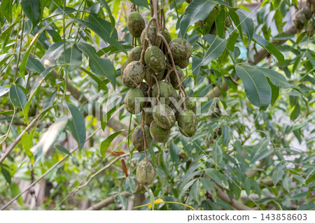Bunch of fresh green hog plum fruits hanging on a tree branch. Raw Spondias dulcis or ambarella growing in an organic tropical orchard. Bunch of fresh green hog plum fruits hanging on a tree branch. Raw Spondias dulcis or ambarella growing in an organic tropical orchard. 143858603
