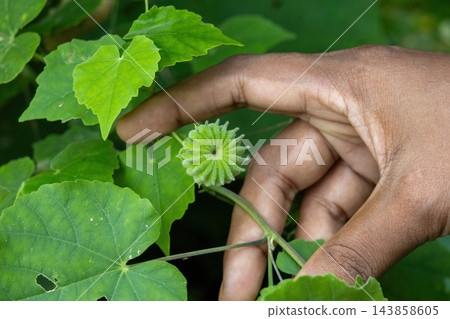 Woman hand holding green Abutilon indicum fruit on plant branch. Country mallow herbal botanical fruit growing in outdoor garden environment. Woman hand holding green Abutilon indicum fruit on plant branch. Country mallow herbal botanical fruit growing in outdoor garden environment. 143858605