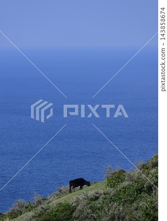 隱岐島景色令人嘆為觀止:蔚藍的大海和悠閒吃草的牛群。 隱岐島景色令人嘆為觀止:蔚藍的大海和悠閒吃草的牛群。 143858674