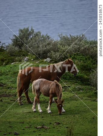 一匹馬站在草地上;一匹母馬和小馬駒在隱岐。 一匹馬站在草地上;一匹母馬和小馬駒在隱岐。 143858675