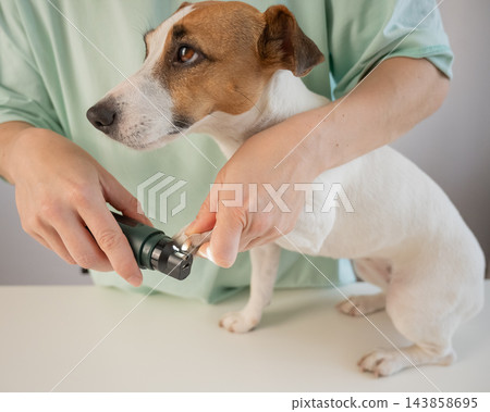 A Jack Russell Terrier getting his nails filed with a grinder at a grooming salon. 143858695