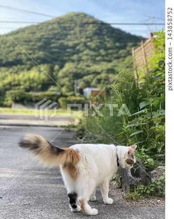 花園貓 花園貓 143858752