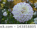 巴黎蒙索公園盛開的大麗花（伊芙琳）。 143858805