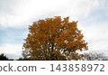Clouds floating in the autumn sky and trees with autumn foliage. 143858972
