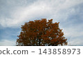 Clouds floating in the autumn sky and trees with autumn foliage. 143858973
