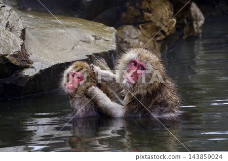 在地獄谷,日本獼猴一邊泡溫泉一邊互相梳理毛髮。 在地獄谷,日本獼猴一邊泡溫泉一邊互相梳理毛髮。 143859024