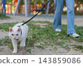 The owner puts the cat into a transparent carrier backpack. 143859086