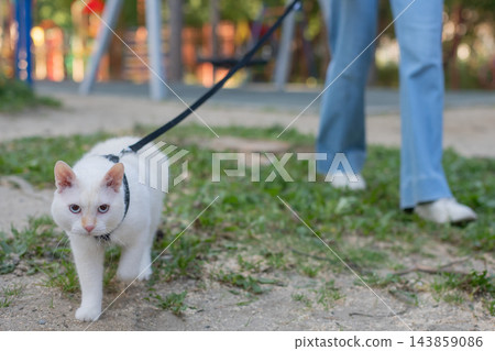 The owner puts the cat into a transparent carrier backpack. The owner puts the cat into a transparent carrier backpack. 143859086