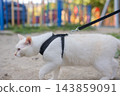 A white cat is walking on a harness. 143859091