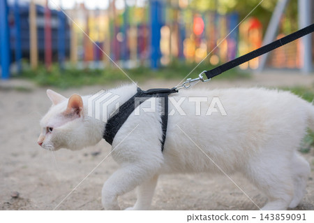 A white cat is walking on a harness. 143859091