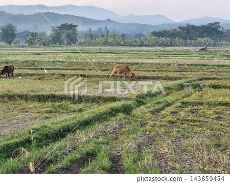 Scenic view of rural rice fields and mountains with cows in the morning mist. Scenic view of rural rice fields and mountains with cows in the morning mist. 143859454