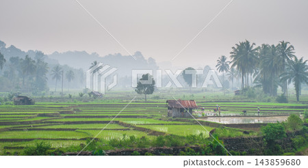Aerial view of misty rice fields and scattered palm trees in the early morning, creating a peaceful rural atmosphere with soft light and natural tropical scenery. 143859680