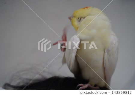 一隻鳥 一隻鳥 143859812