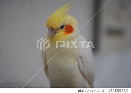玄鳳鸚鵡 143859813