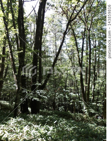 在山梨縣大菩薩山的森林中登山 在山梨縣大菩薩山的森林中登山 143859816