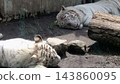 兩隻白老虎在地上休息 143860095