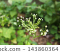 三葉草花，三葉草，花，白花 143860364