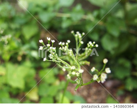 三葉草花,三葉草,花,白花 三葉草花,三葉草,花,白花 143860364
