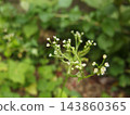 三葉花，白色三葉花 143860365