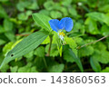 藍胡蘿蔔 143860563