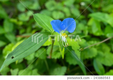 藍胡蘿蔔 藍胡蘿蔔 143860563