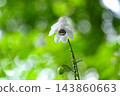 Renge潑花 143860663