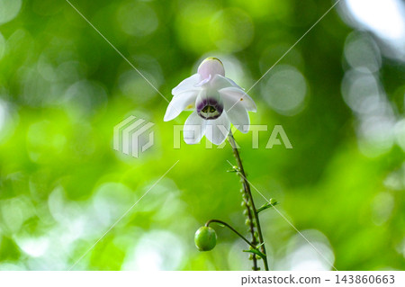 Renge潑花 Renge潑花 143860663