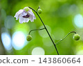 日本銀蓮花的美麗可愛的花朵。 143860664