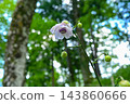 Renge潑花 143860666