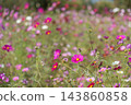 足立市都市農業公園的波斯菊 143860858