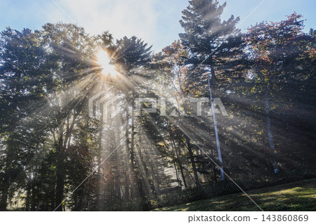 阿寒瑪舒國家公園：神聖的光芒穿過樹林，營造出神秘的秋日森林氛圍。 143860869