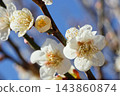 白色的梅花，特寫，以藍天為背景。 143860874