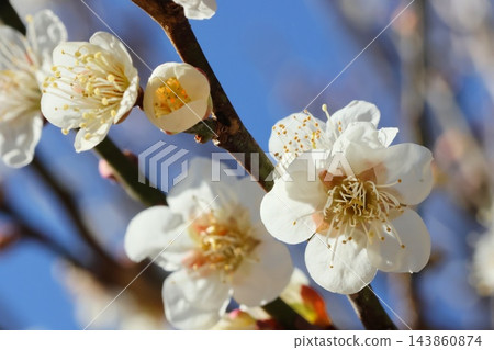 白色的梅花,特寫,以藍天為背景。 白色的梅花,特寫,以藍天為背景。 143860874
