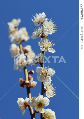 白色的梅花，特寫，以藍天為背景。 143860877