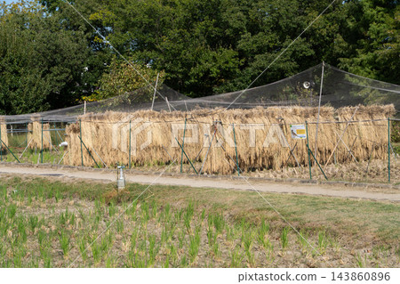 與米乾燥的風景 與米乾燥的風景 143860896