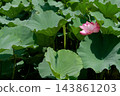 Pink lotus flowers blooming amidst green lotus leaves at Shinobazu Pond under the moonlight. 143861203