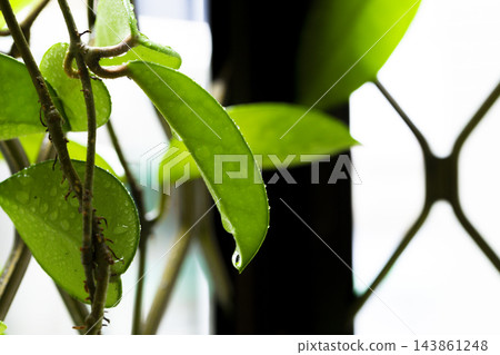 雨後窗台鐵窗上盛開的粉白色毬蘭花球 雨後窗台鐵窗上盛開的粉白色毬蘭花球 143861248