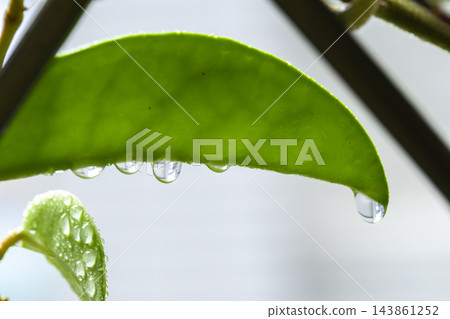 雨後窗台鐵窗上盛開的粉白色毬蘭花球 雨後窗台鐵窗上盛開的粉白色毬蘭花球 143861252
