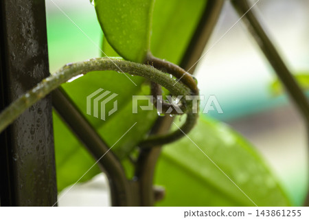 雨後窗台鐵窗上盛開的粉白色毬蘭花球 雨後窗台鐵窗上盛開的粉白色毬蘭花球 143861255